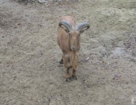 Овен