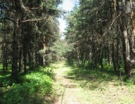 Тропинка