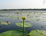 Кувшинки