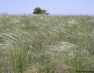 Ковыль