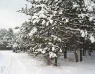 Зимний лес