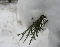 Снег